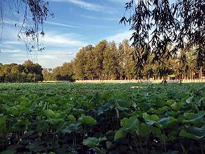 Kunming - Parc Cuihu - 68
